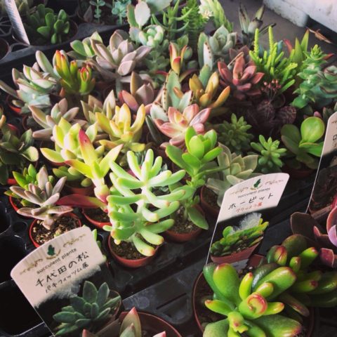 34075945_2121180474780867_7948085728573915136_n